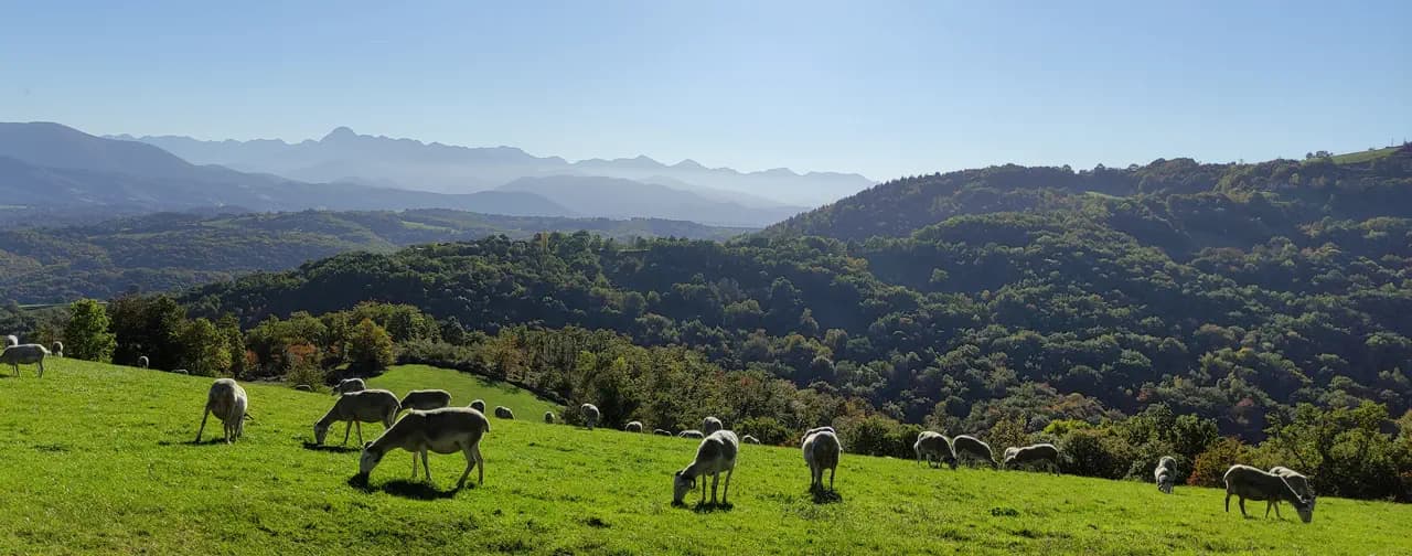 Le Petit Pyrénéen - photo 2